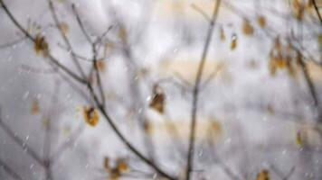 caduta neve e sbiadito alberi nel in ritardo autunno video