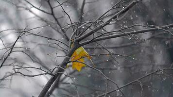 outono cena com solitário amarelo folha em a árvore debaixo neve video