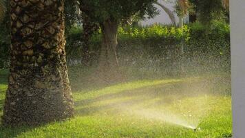 gräsmatta sprinkler vattning gräs i de trädgård video