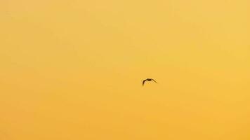 Gaviota volador en contra el cielo a puesta de sol video