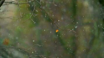 bagnato spoglio albero e leggero nevicata su autunno giorno video