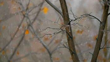 cena do maçante atrasado outono nu árvores com queda neve video