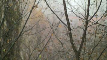 Dull autumn scene of bare trees and snow with rain video