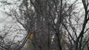 Bare tree with last leaf under autumn snowfall video