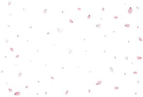 Realistic cherry petals. Vector illustration