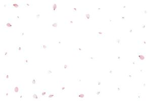 Realistic cherry petals. Vector illustration