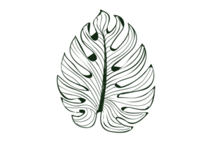 Monstera leaf pattern isolate on transparent background PNG file