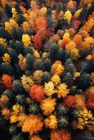 aéreo ver de un encantador otoño bosque con vibrante matices de naranja, rojo, y oro ai generativo foto