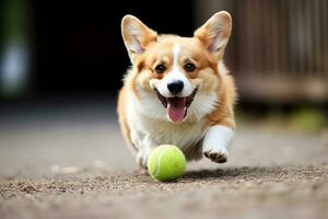 linda galés corgi perro jugando tenis pelota. gracioso linda perro jugar juguete. foto