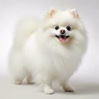 Cute Pomeranian breed dog isolated on white background, AI generated. Generative AI. photo