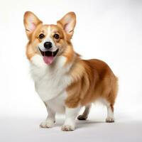 Cute Corgi breed dog isolated on color background, AI generated. Generative AI. photo