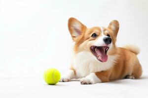 linda galés corgi perro jugando tenis pelota. gracioso linda perro jugar juguete. foto