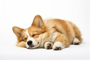 Cute Welsh Corgi dog sleeping photo