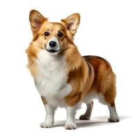 Cute Corgi breed dog isolated on color background, AI generated. Generative AI. photo