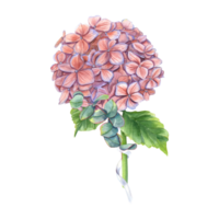 Clásico hortensia rama, eucalipto con blanco cinta. ramo de flores en otoño de moda colores. acuarela ilustración para Boda diseño, invitación, saludos png