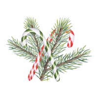 rouge, vert bonbons cannes et épicéa branche. Noël bâton, caramel canne avec rayé orné, Noël sucre sucette. à feuilles persistantes usine, vert luxuriant brin. aquarelle illustration pour hiver décoration png