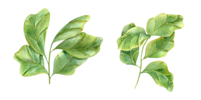 ficus lirata ramo. à moda plantar com enorme verde folhas. plantas de interior com violino folha Figo, interior decoração, Projeto elemento para moderno sala. aguarela ilustração para livro, revistas, logotipo, rótulo png