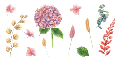 conjunto com hortênsia, eucalipto, abstrato plantas, Lagurus espigueta. hortensia flores perfeito brilhante clipart dentro outono na moda cores. aguarela ilustração para Casamento Projeto png