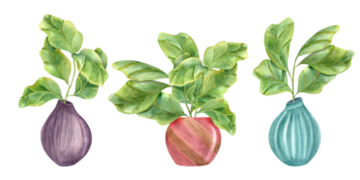 ficus lyrata i färgad keramisk krukor. eleganta växt med enorm grön löv. krukväxter med fiol blad fikon, interiör dekor, design element för modern rum. vattenfärg illustration png