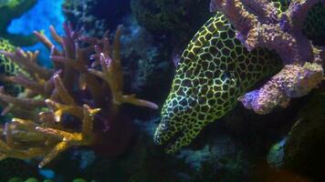 closeup Reticulated Morey or Gymnothorax tessellata in an aquarium video