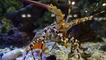 de cerca espinoso langosta en un acuario video