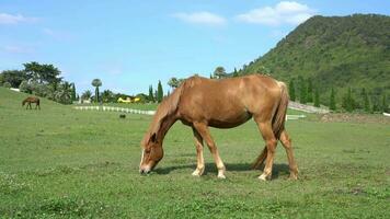 Beautiful brown horse is eating grass in meadow video