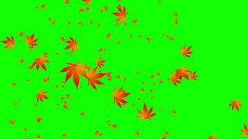 Maple leaves particle video