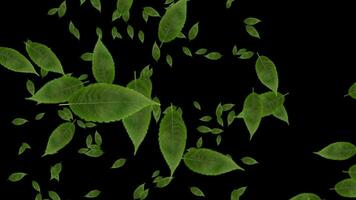 Green leaves particle video