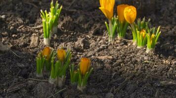 Zeitraffer, Blumen blühen im Frühling im das Garten. Primeln Gelb Krokusse, schließen oben Schuss video