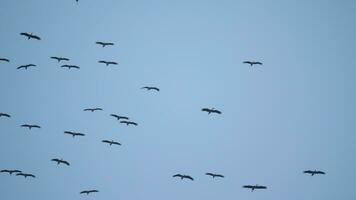 Birds storks in the blue sky circling high overhead. Flock of birds, silhouette video
