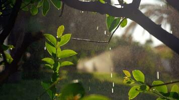 Wet tree with falling water drops and sun specks video