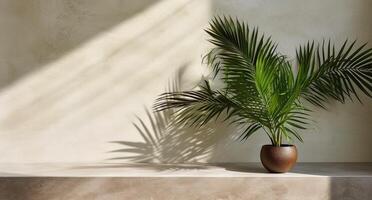 gris cemento pared y piso, palma árbol en florero en un luz de sol, sombra, rayos de sol efecto desde ventana, para lujo interior diseño decoración, producto monitor antecedentes. ai generativo foto