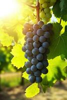 Sunny summer, Clusters of ripe grapes in the vineyard, Full, Crystal clear fruit, I want to eat, Vineyards in the background, Generative AI photo