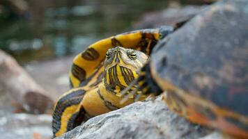 méditerranéen tortue clignotant et élongation ses cou video