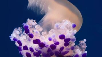 Jellyfish slow motion dance video