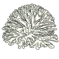 illustratie van een koraal riffen png