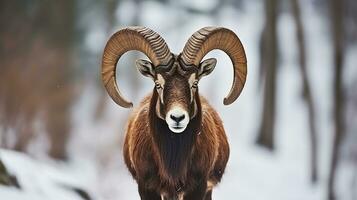 Mouflon, Ovis orientalis, forest horned animal in nature habitat. Close-up portrait of mammal with big horns, Generative AI photo