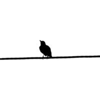 Silhouette of the Bird Perched on the Electrical Wire Base on my Photography. Vector Illustration