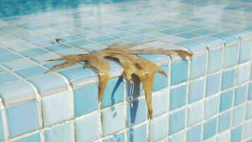 Blatt mit fallen Tropfen auf Schwimmen Schwimmbad Rand video