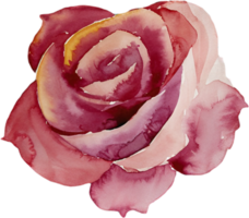 rosa rosa acquerello. ai generato png