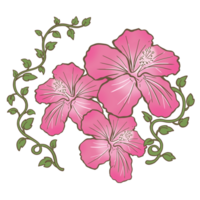 hibiscus pink flower and leaf png