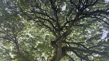 Bottom view up of big plane trees or Platanus in a park. Sunlight on the tree crown. Nature background. photo