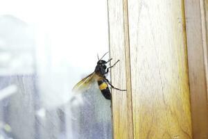 A vespa bee flying near a window in the early spring. photo