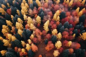 Aerial view of an enchanting autumn forest with vibrant hues of orange, red, and gold photo