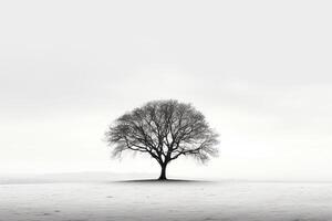 Embodying solitude - Monochromatic image of a lone tree casting shadows against a stark white background photo