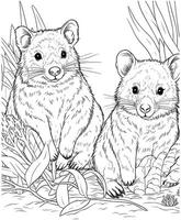 Quokkas jungle coloring page vector