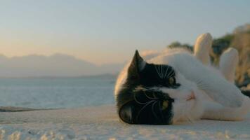 brincalhão Preto e branco gato perto a mar video