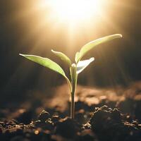 un planta creciente en el suelo con el Dom brillante en él. ai generativo foto