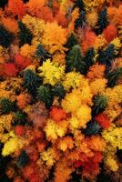 Aerial view of an enchanting autumn forest with vibrant hues of orange, red, and gold photo