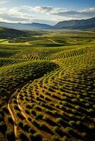 Aerial view of lush olive groves in peak season background with empty space for text photo